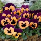 200 Pcs Inspire Purple and Orange Pansy (Viola) Seeds for Garden 200 Pcs Inspire Purple and Orange Pansy (Viola) Seeds for Garden