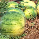50 Pcs Big Tasty (Seedless) Watermelon Seeds for Planting 50 Pcs Big Tasty (Seedless) Watermelon Seeds for Planting