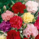 200 Pcs Chabaud Mix Carnation Seeds 200 Pcs Chabaud Mix Carnation Seeds