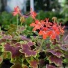 25 Pcs Vancouver Centennial Geranium Seeds for Garden
