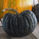 25 Pcs Yokohama Squash Seeds 25 Pcs Yokohama Squash Seeds
