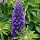25 Pcs Russell Purple Lupine Seeds