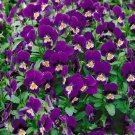 200 Pcs King Henry Pansy (Viola) Seeds