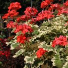 25 Pcs Glitterati Ice Queen Geranium Seeds for Garden 25 Pcs Glitterati Ice Queen Geranium Seeds for Garden