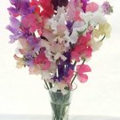 50 Pcs Winter Romance Sweet Pea Seeds