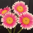 200 Pcs Pink & White Gerbera Daisy Seeds 200 Pcs Pink & White Gerbera Daisy Seeds