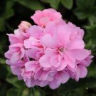 25 Pcs Precision Pink Ivy Leaf Geranium Seeds for Garden 25 Pcs Precision Pink Ivy Leaf Geranium Seeds for Garden