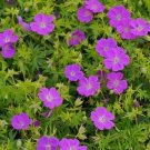 25 Pcs New Hampshire Purple Geranium Seeds for Garden 25 Pcs New Hampshire Purple Geranium Seeds for Garden