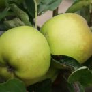 25 Pcs Grimes Golden Apple Seeds