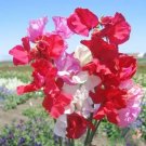 50 Pcs Little Sweetheart Dwarf Mix Sweet Pea Seeds for Garden 50 Pcs Little Sweetheart Dwarf Mix Sweet Pea Seeds for Garden