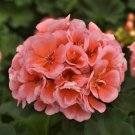 25 Pcs Presto Light Salmon Geranium Seeds for Garden 25 Pcs Presto Light Salmon Geranium Seeds for Garden