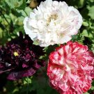 200 Pcs Antique Shades Poppy Seeds for Garden Planting 200 Pcs Antique Shades Poppy Seeds for Garden Planting