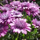 50 Pcs Double Purple 3D Cape Daisy Seeds for Garden Planting 50 Pcs Double Purple 3D Cape Daisy Seeds for Garden Planting