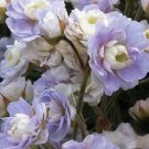 25 Pcs Summer Skies Geranium Seeds for Garden Planting