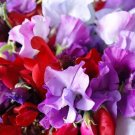 50 Pcs Royal Mix Sweet Pea Seeds for Garden Planting
