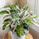 25 Pcs White Fusion Calathea Seeds for Garden Planting 25 Pcs White Fusion Calathea Seeds for Garden Planting