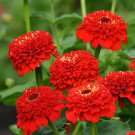 100 Pcs Zinderella Red Zinnia Seeds for Garden Planting 100 Pcs Zinderella Red Zinnia Seeds for Garden Planting