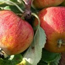 25 Pcs Cox's Orange Pippin Apple Seeds for Garden Planting 25 Pcs Cox's Orange Pippin Apple Seeds for Garden Planting