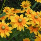 200 Pcs Prairie Sun Rudbeckia Seeds for Garden Planting 200 Pcs Prairie Sun Rudbeckia Seeds for Garden Planting