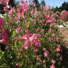 50 Pcs Mrs. R. Bolton Sweet Pea Seeds for Garden Planting 50 Pcs Mrs. R. Bolton Sweet Pea Seeds for Garden Planting