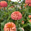 100 Pcs Oklahoma Salmon Zinnia Seeds for Garden Planting 100 Pcs Oklahoma Salmon Zinnia Seeds for Garden Planting