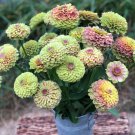 100 Pcs Queen Lime Blush Zinnia Seeds for Garden Planting