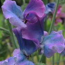 50 Pcs Blue Shift Sweet Pea Seeds for Garden Planting 50 Pcs Blue Shift Sweet Pea Seeds for Garden Planting