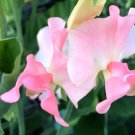 50 Pcs Sally Ann Sweet Pea Seeds for Garden Planting