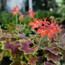 25 Pcs Vancouver Centennial Geranium Seeds for Garden