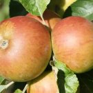 25 Pcs Hubbardston Nonesuch Apple Seeds for Garden Planting 25 Pcs Hubbardston Nonesuch Apple Seeds for Garden Planting
