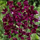 50 Pcs Royal Maroon Sweet Pea Seeds for Garden Planting 50 Pcs Royal Maroon Sweet Pea Seeds for Garden Planting