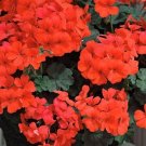 25 Pcs Caliente Orange Geranium Seeds for Garden Planting 25 Pcs Caliente Orange Geranium Seeds for Garden Planting