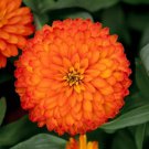 100 Pcs Zydeco Fire Zinnia Seeds for Garden Planting 100 Pcs Zydeco Fire Zinnia Seeds for Garden Planting