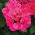 25 Pcs Caliente Dark Rose Geranium Seeds for Garden Planting
