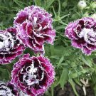 200 Pcs Velvet n Lace Chianti Carnation Seeds for Garden 200 Pcs Velvet n Lace Chianti Carnation Seeds for Garden