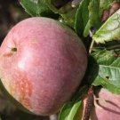 25 Pcs Blue Pearmain Apple Seeds for Garden Planting