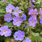 25 Pcs Rozanne (Gerwat) Geranium Seeds for Garden Planting