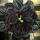 25 Pcs Dottie Calathea Seeds for Garden Planting