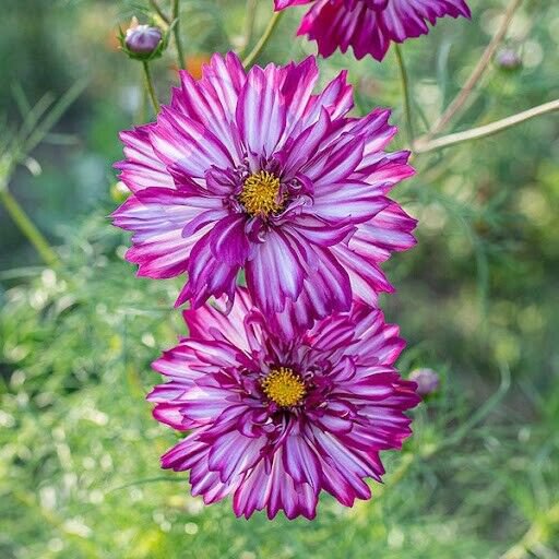 200 Pcs Double Click Double Violet Cosmos Seeds for Garden