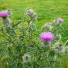 200 Pcs Spear (Bull) Thistle Seeds for Garden Planting
