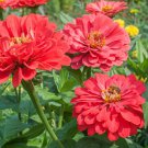 100 Pcs Benary Giant Coral Zinnia Seeds for Garden Planting