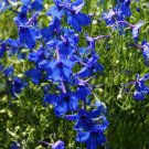 200 Pcs Blue Butterfly Delphinium Seeds for Garden Planting