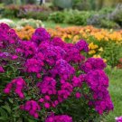 100 Pcs Ultraviolet Phlox Seeds for Garden Planting
