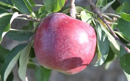 25 Pcs William's Pride Apple Seeds for Garden Planting