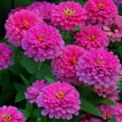 100 Pcs Uproar Rose Zinnia Seeds for Garden Planting