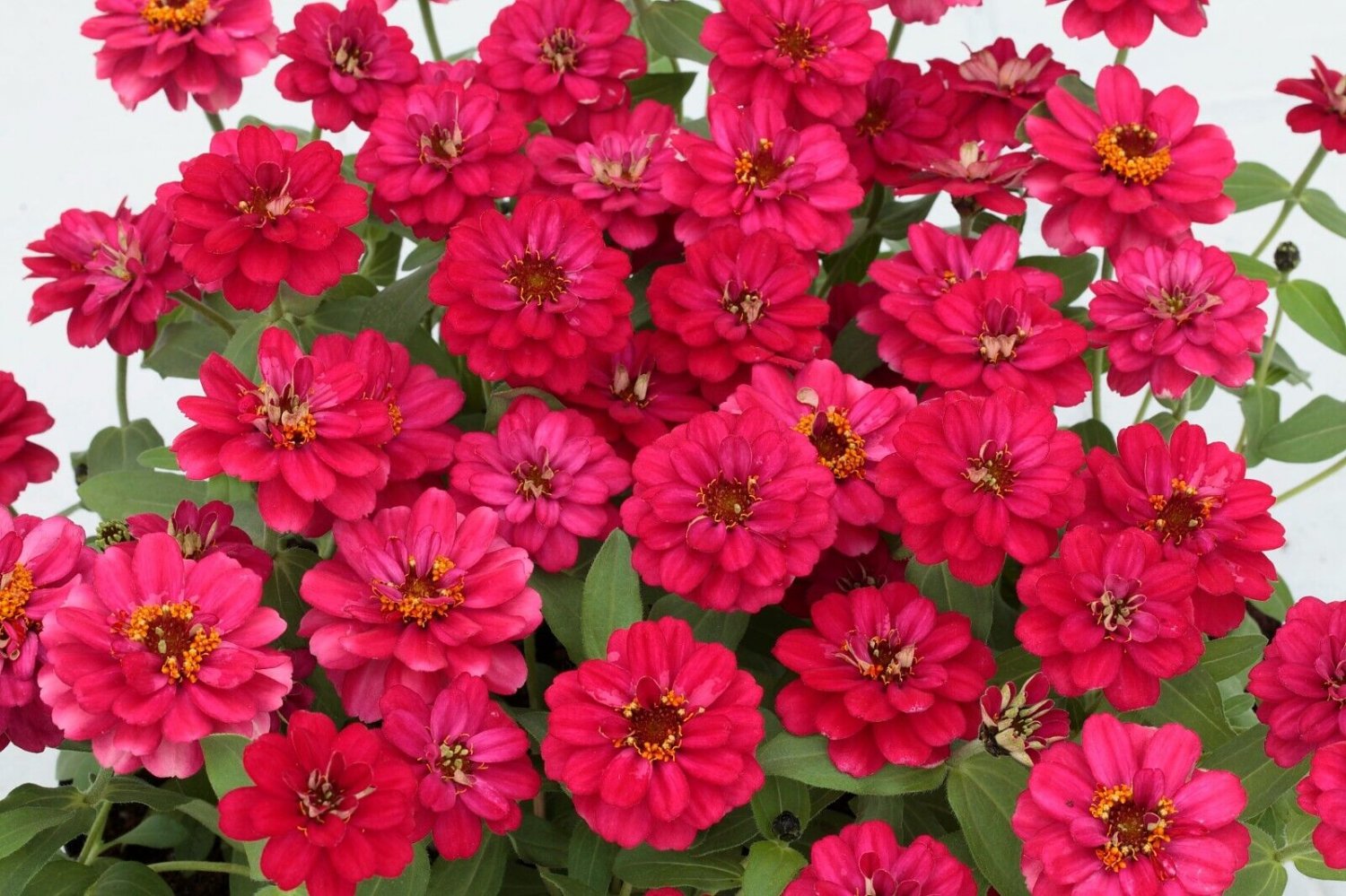 100 Pcs Profusion Double Hot Cherry Zinnia Seeds for Garden