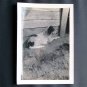 Vintage Black and White Photo Birddog Looking Bored c1940s (PH013)