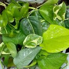 ⚡️SALE! Bundle of (10) House Plant Cuttings for Propagation