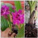 1 Bilb Rhizome Ground Orchid Spathoglottis Plicata Purple Live Plant Bulb 1 Bilb Rhizome Ground Orchid Spathoglottis Plicata Purple Live Plant Bulb