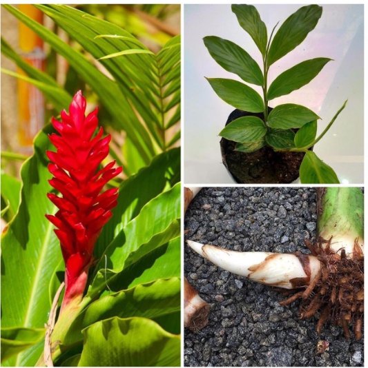 Cutting Rooted Hawaiian Red Ginger Alpinia Purpurata Tropical Red Cones Live Plant